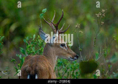 Primo piano di un cervo Pampas maschio (Ozotoceros bezoarticus) nei pressi dell'Aguape Lodge nel Pantanal meridionale, Mato grosso do sul, Brasile. Foto Stock