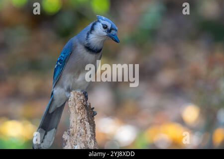 Blue Jay (Cyanocitta cristata) con testa inclinata Foto Stock