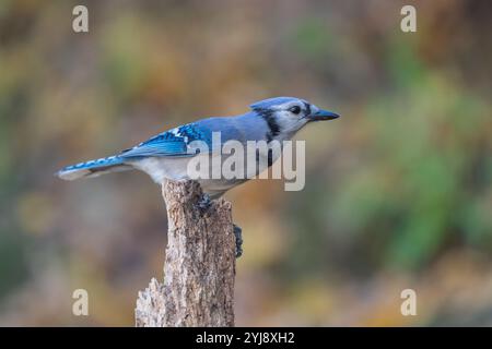 Blue Jay (Cyanocitta cristata) in autunno, Pennsylvania Foto Stock