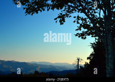 Un albero incornicia le Smokey Mountains mentre catturano la luce del sole durante il giorno Foto Stock