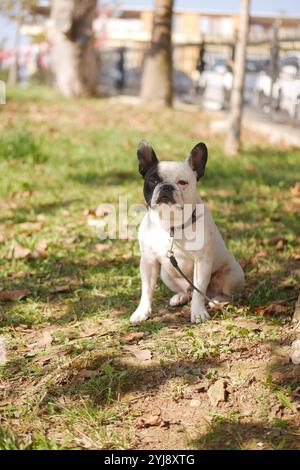 Un adorabile Bulldog francese è seduto in uno splendido parco in una giornata di sole circondato dalla natura Foto Stock