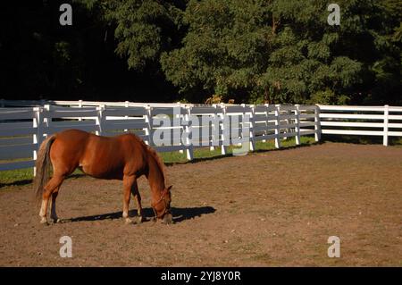 Un cavallo cerca erba e altro cibo mentre pascolano in una penna per lo più sporca Foto Stock