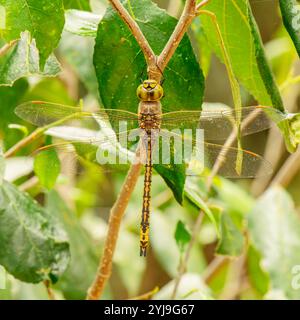 La libellula dell'imperatore australiano, nota anche come libellula gialla dell'imperatore, nome scientifico Anax papuensis, è una specie di libellula dell'Eshnid Foto Stock