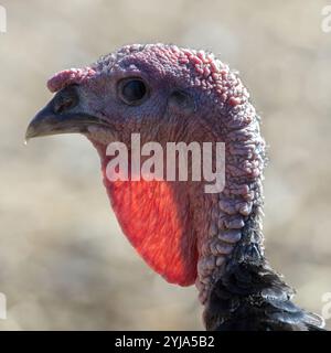 Testa e gola di tacchino in bronzo dal petto largo. Foto Stock
