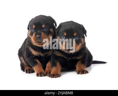 Cuccioli rottweiler davanti a uno sfondo bianco Foto Stock