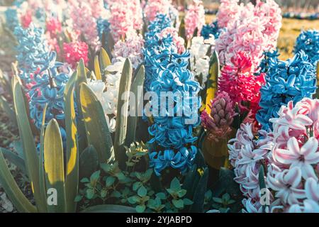 I fiori di Giacinto nel giardino da vicino Foto Stock