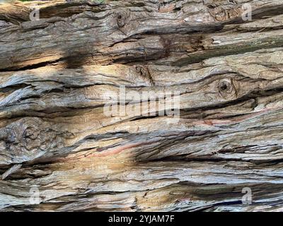 primo piano sulla bellezza della corteccia degli alberi. Texture organiche. Primo piano della corteccia degli alberi per le vostre esigenze di progettazione. Foto Stock