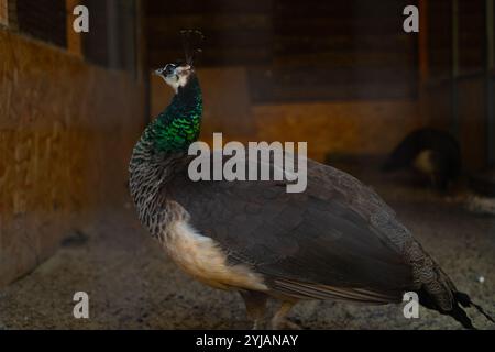 Il pavone verde si nutre in una gabbia del santuario, l'allevamento di uccelli rari salvati dalla natura selvaggia e la conservazione della fauna selvatica. Foto Stock