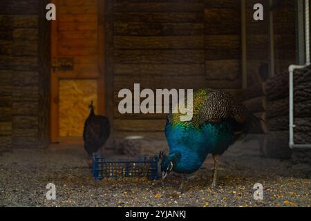 Il pavone verde si nutre in una gabbia del santuario, l'allevamento di uccelli rari salvati dalla natura selvaggia e la conservazione della fauna selvatica. Foto Stock