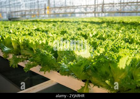 La lattuga Frillice specializzata cresce in hotel. Agricoltura efficiente, controllo dei nutrienti in serra Foto Stock