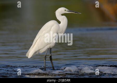 Medium Egret (Ardea intermedia) a Gujarat, India Foto Stock