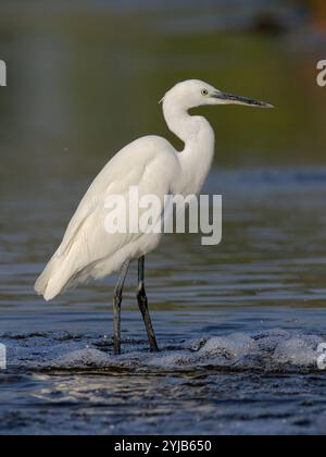 Medium Egret (Ardea intermedia) a Gujarat, India Foto Stock