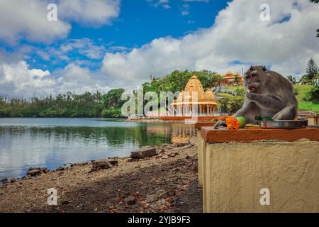 Una scimmia si arroccò tranquillamente su una sporgenza accanto a un corpo d'acqua al tempio di Mauritius. Foto Stock