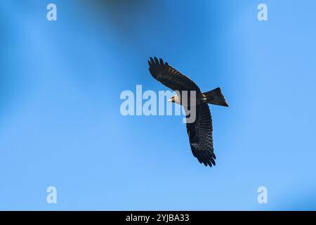 Una maestosa poiana comune (Buteo buteo) si libra graziosamente nel cielo, incorniciata dai rami sfocati di un albero. Foto Stock