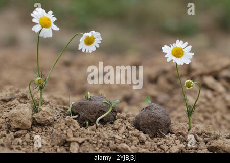 Guerriglia giardinaggio. Le bombe dei semi fioriscono. Camomilla piante di fiori selvatici che germogliano dalla palla di semi. Bombe da semi su terreno asciutto Foto Stock