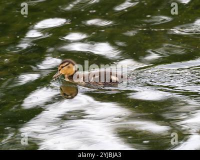 Mallard Anas platyrhynchos anatra sul fiume Snake, vicino a Schwabacher Landing Road, Grand Teton National Park, Wyoming, USA, giugno 2019 Foto Stock