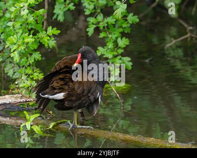 Gallina comune Gallinula chloropus adulto arroccato su un ramo del torrente accanto al percorso naturalistico, Fishlake Meadows Nature Reserve, Hampshire e ISL Foto Stock