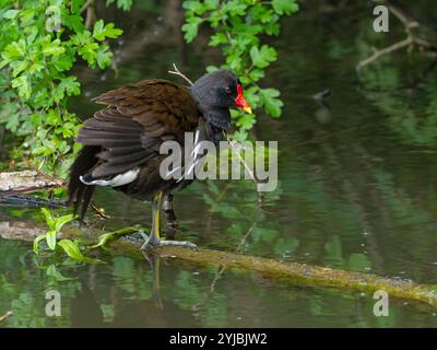 Gallina comune Gallinula chloropus adulto arroccato su un ramo del torrente accanto al percorso naturalistico, Fishlake Meadows Nature Reserve, Hampshire e ISL Foto Stock