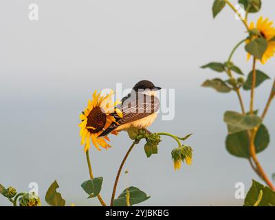 Uccello kingbird orientale Tyrannus tyrannus arroccato su girasole dagli occhi scuri Helianthus atrorubens, Cheyenne Bottoms Wildlife area, Great Bend, Kansas, USA, settembre Foto Stock