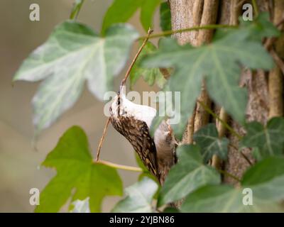 Treecreeper con un carico pesante sul fiume Frome a Bristol Regno Unito [ Certhia familiaris ] Foto Stock