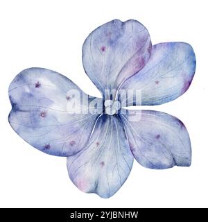Fiori di ortensia blu acquerello. Delicato fiore disegnato a mano su sfondo bianco isolato. Illustrazione botanica. Ideale per poster, matrimoni e. Foto Stock