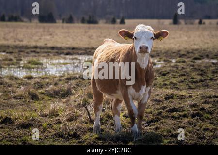 Vacche Hereford con anelito e sfondo primaverile. Ritratto del vitello Hereford sul prato costiero. Foto Stock