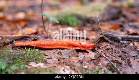 Lumaca rossa spagnola, lumaca di Arion rufus brillante di colore arancione su un terreno forestale in autunno Foto Stock