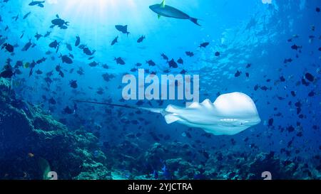 fabbrica di pesce alle maldive Foto Stock