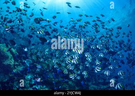 fabbrica di pesce alle maldive Foto Stock