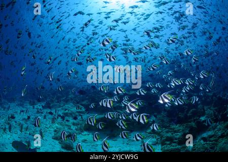 fabbrica di pesce maldive che scolpisce il pesce striscione Foto Stock