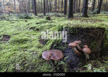 Armillaria polymyces (Armillaria ostoyae) nella foresta, Emsland, bassa Sassonia, Germania, Europa Foto Stock