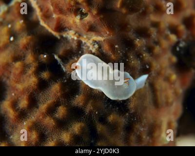 Piccolo nudibranco bianco con riflessi arancioni, nudibranco giallo (Ardeadoris angustolutea), su corallo marrone. Sito di immersione Twin Reef, Penyapangan, Bali, Ind Foto Stock