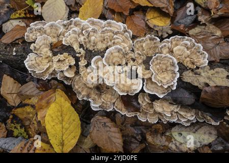 Fungo da strato di quercia (Stereum gausapatum), Emsland, bassa Sassonia, Germania, Europa Foto Stock