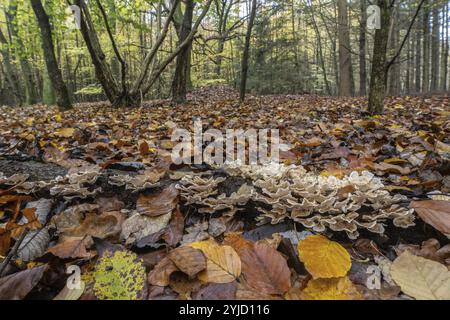 Fungo da strato di quercia (Stereum gausapatum), Emsland, bassa Sassonia, Germania, Europa Foto Stock