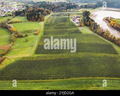 Vista aerea del frutteto da qualche parte nella campagna. Frutteto di mele, coperto con rete protettiva Foto Stock