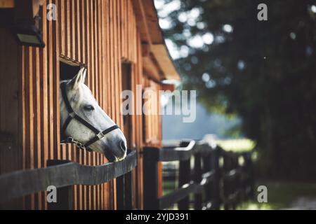 Curiosi cavalli bianchi si dirigono fuori dalla finestra alle scuderie, cavalli che guardano fuori dalla finestra. Ranch di cavalli in Slovenia Foto Stock