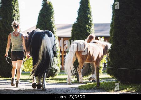 Allenatrice caucasica in pantaloncini corti che fanno un giro su un cavallo nero al guinzaglio, camminando fianco a fianco in una bella giornata di sole al ranch Foto Stock