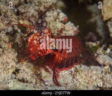 gamberi mantis raja ampat Foto Stock