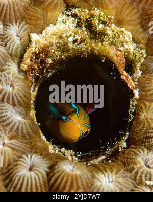 fangblenny bluestriped nel corallo raja ampat Foto Stock