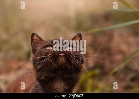 Gatto britannico shorthair, seduto all'aperto Foto Stock