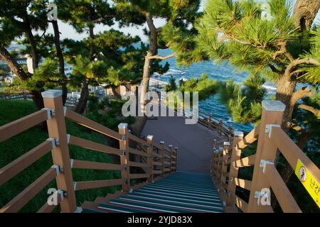 Gangneung City, Corea del Sud - 3 novembre 2024: Una scala di legno conduce attraverso alberi di pino al faro di Jumunjin, offrendo una vista panoramica della discesa Foto Stock