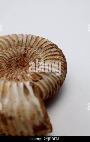 Amomonite fossile, specie Perispinctes in matrice calcarea - Jurassic Callovian - Oxfordian 160165 milioni di anni dal Madagascar- 14 novembre 2024 Foto Stock