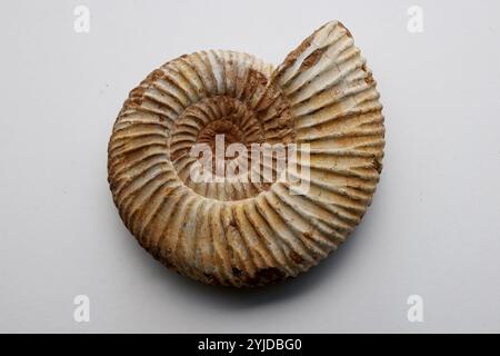 Amomonite fossile, specie Perispinctes in matrice calcarea - Jurassic Callovian - Oxfordian 160165 milioni di anni dal Madagascar- 14 novembre 2024 Foto Stock