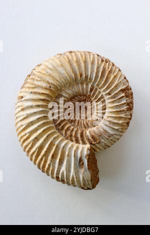 Amomonite fossile, specie Perispinctes in matrice calcarea - Jurassic Callovian - Oxfordian 160165 milioni di anni dal Madagascar- 14 novembre 2024 Foto Stock