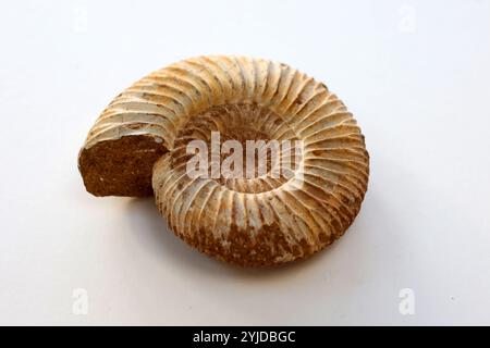 Amomonite fossile, specie Perispinctes in matrice calcarea - Jurassic Callovian - Oxfordian 160165 milioni di anni dal Madagascar- 14 novembre 2024 Foto Stock