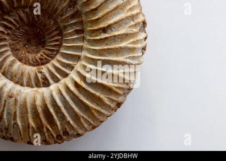 Amomonite fossile, specie Perispinctes in matrice calcarea - Jurassic Callovian - Oxfordian 160165 milioni di anni dal Madagascar- 14 novembre 2024 Foto Stock