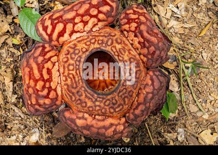 Vista dall'alto del fiore Rafflesia nella giungla del Borneo, Malesia Foto Stock