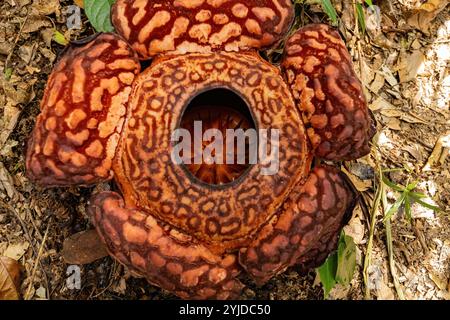 Vista dall'alto del fiore Rafflesia nella giungla del Borneo, Malesia Foto Stock