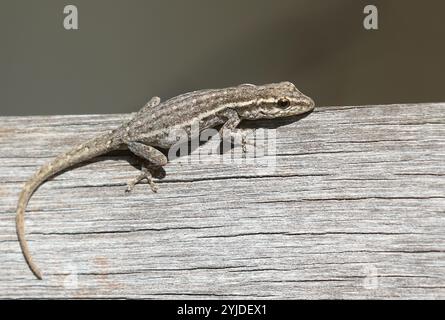 Cape Dwarf Gecko - Lygodactylus capensis sul lungomare di Capetown Foto Stock