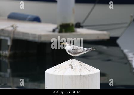 Swift Tern o Greater Crested Tern - Thalasseus bergii Foto Stock